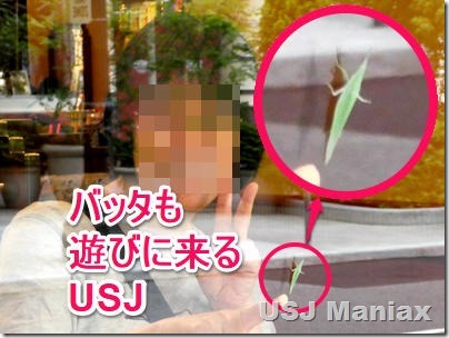 店外にバッタ